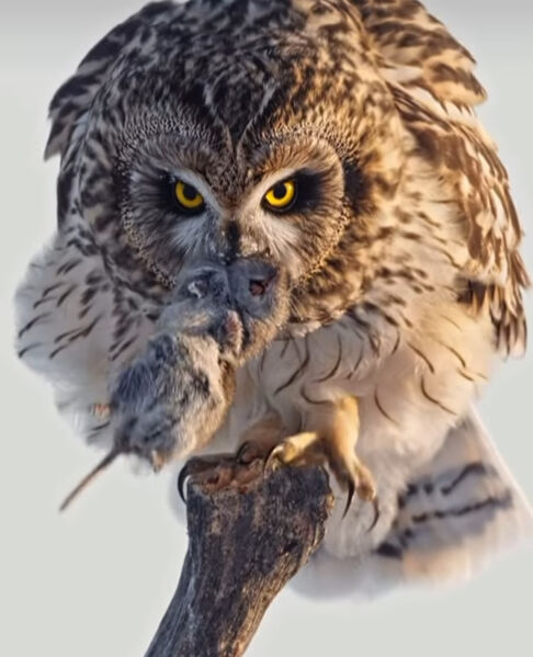 Пятый кассационный суд отменил апелляционное определение Верховного суда КБР, оставив в силе решение суда первой инстанции. Грубые ошибки апелляционной инстанции и восстановление справедливости